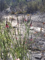 Indigofera gifbergensis