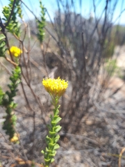 Athanasia spathulata