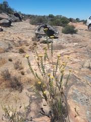 Athanasia spathulata