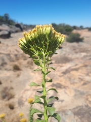 Athanasia spathulata