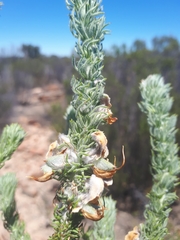 Aspalathus shawii shawii