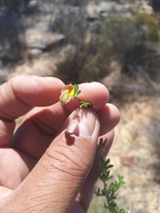 Aspalathus bracteata