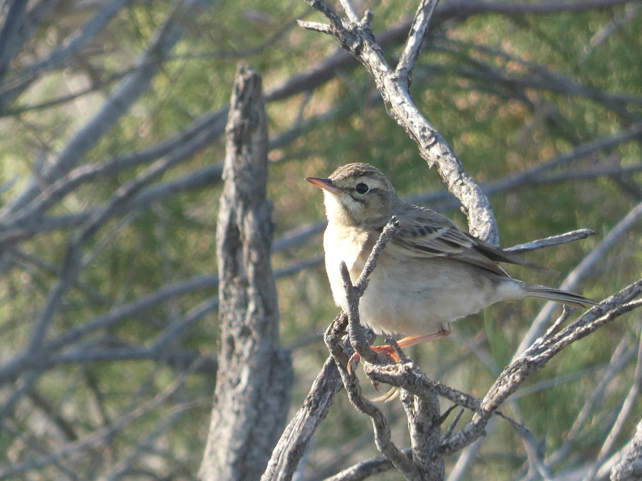 Tawny Pipit