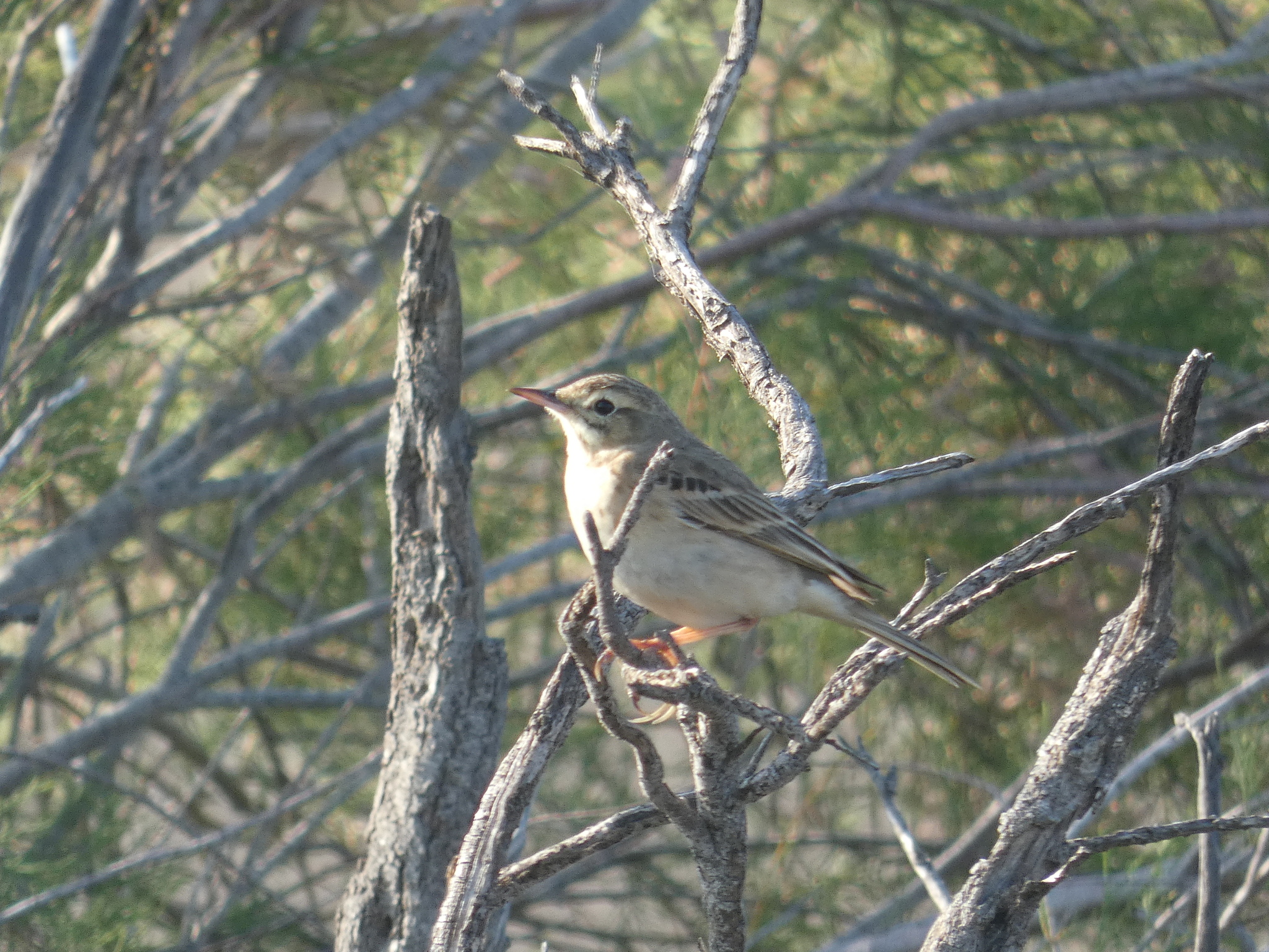 Tawny Pipit