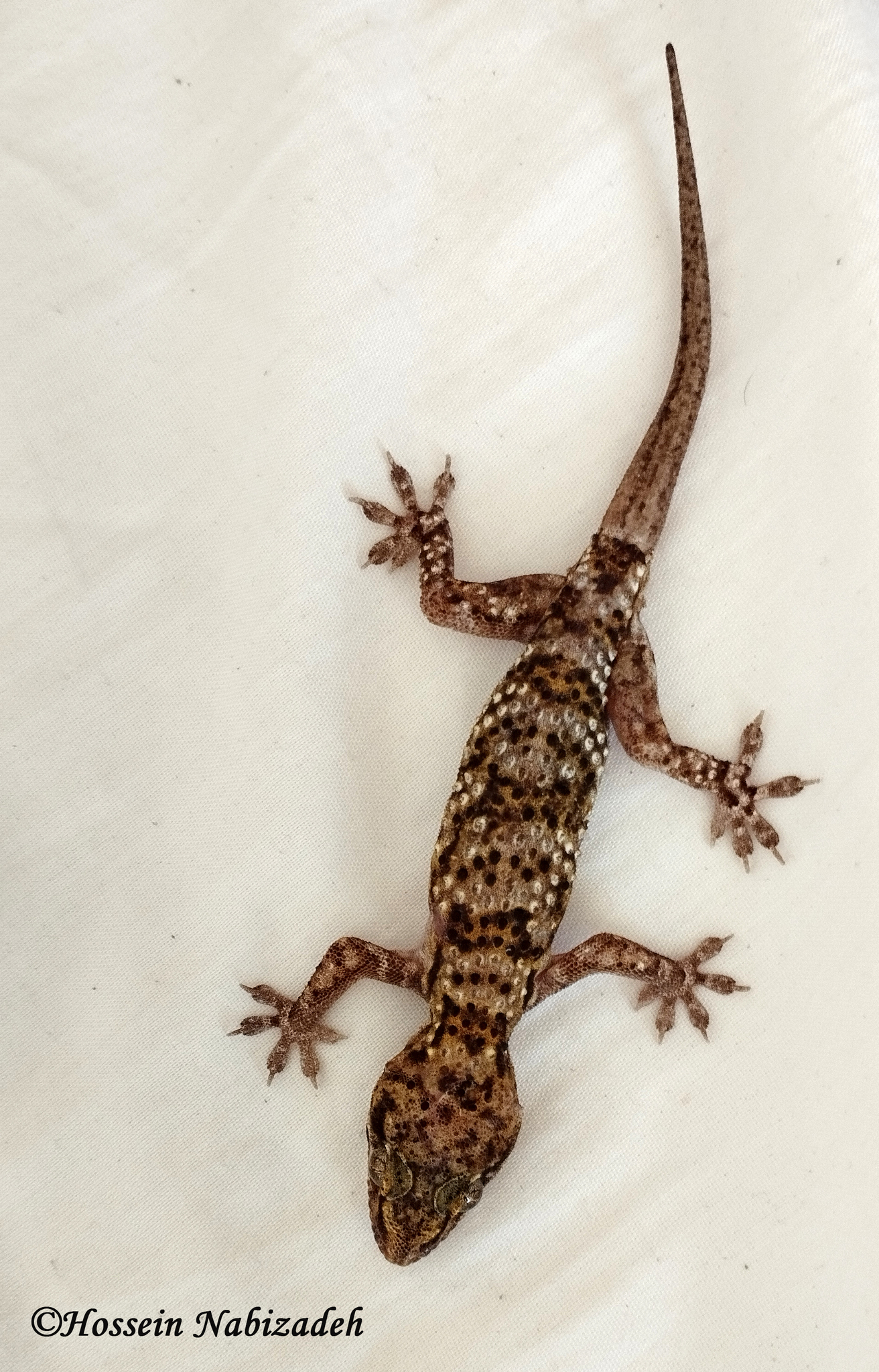 Romeshkan House Gecko photo 2