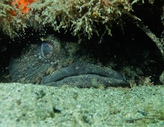 Batrachomoeus dubius