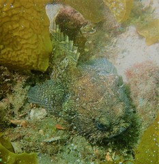 Batrachomoeus dubius