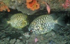 Cleidopus gloriamaris