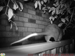 Pseudocheirus occidentalis