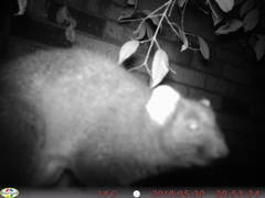 Pseudocheirus occidentalis