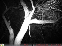 Pseudocheirus occidentalis