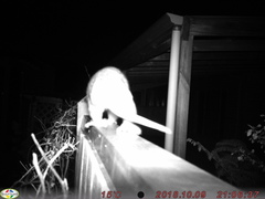 Pseudocheirus occidentalis