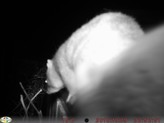 Pseudocheirus occidentalis