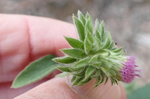 Image of Laggera crispata by no rights reserved
