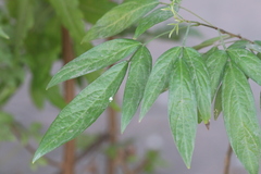 Ohwia caudata