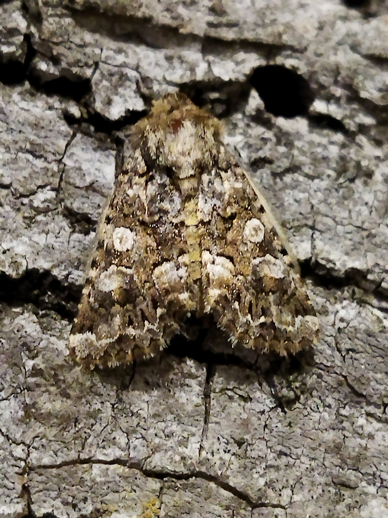 Hadena syriaca