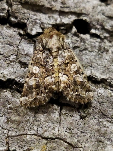 Hadena syriaca