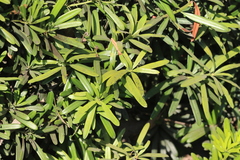 Podocarpus costalis