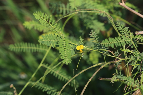 Sesbania sesban