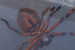 Neosparassus patellatus