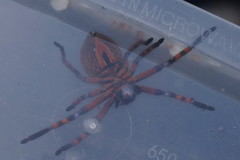 Neosparassus patellatus