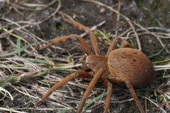 Neosparassus patellatus