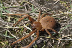 Neosparassus patellatus