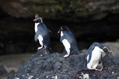 Eastern Rockhopper Penguin photo 5