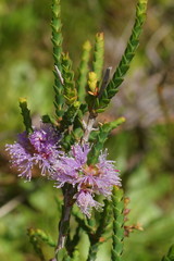 Melaleuca gibbosa