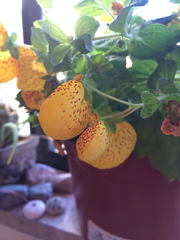 Calceolaria × herbeohybrida