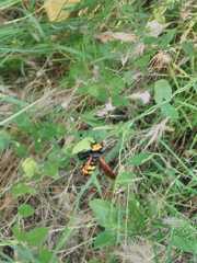Megascolia maculata flavifrons