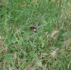 Megascolia maculata flavifrons