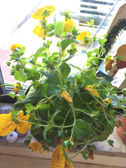 Calceolaria × herbeohybrida