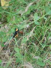 Megascolia maculata flavifrons