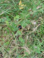 Megascolia maculata flavifrons
