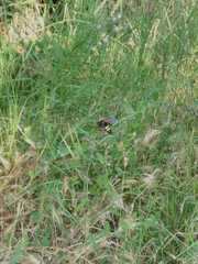 Megascolia maculata flavifrons