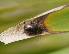 Geloptera jugularis