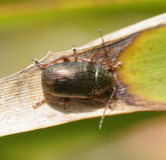 Geloptera jugularis