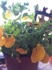 Calceolaria × herbeohybrida