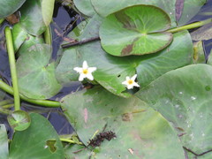 Nymphoides