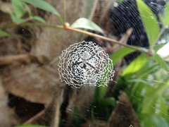 Argiope submaronica
