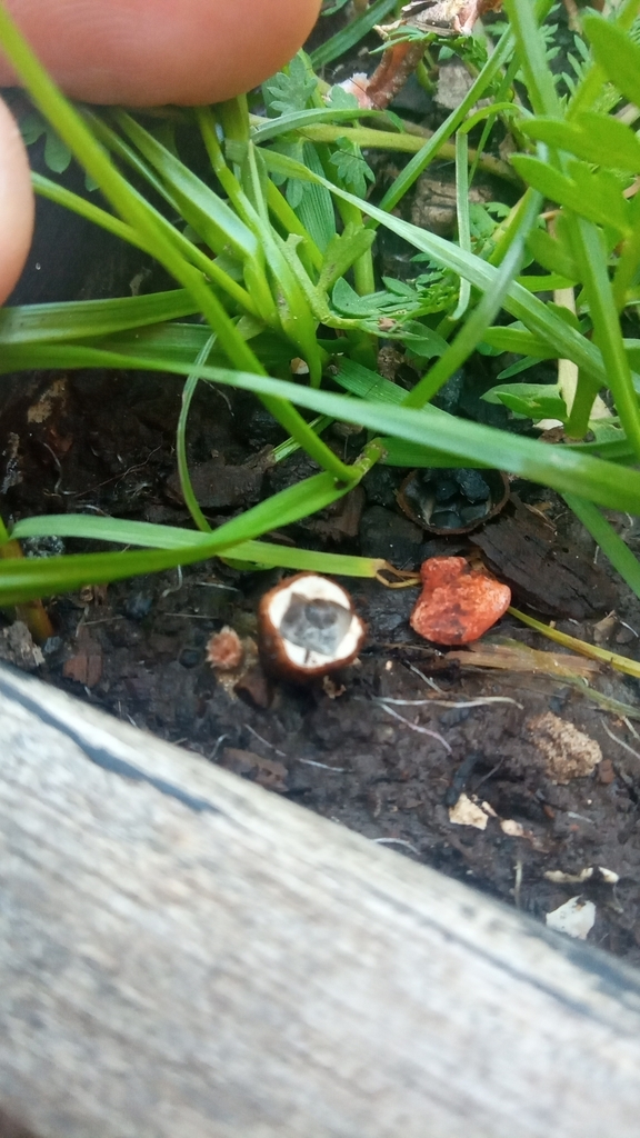 Cyathus stercoreus · May 2023 · photo: © matiascabezas (iNaturalist, cc-by)