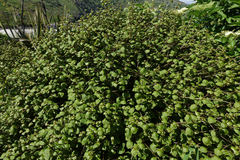 Fuchsia perscandens
