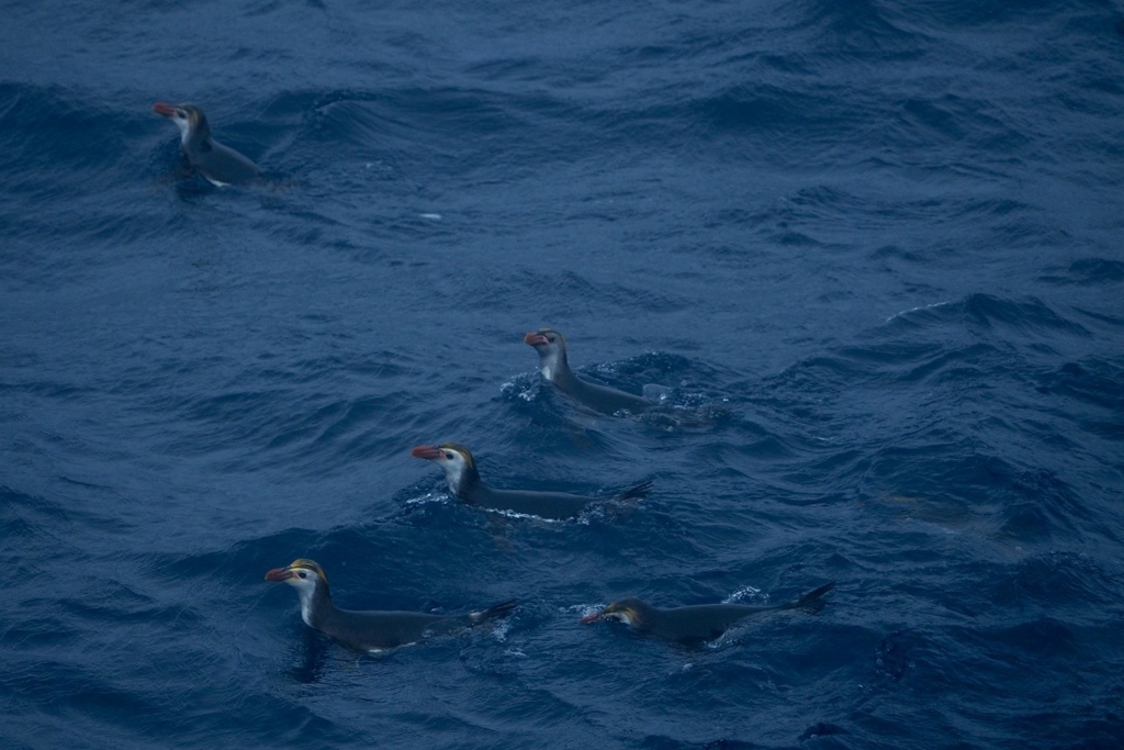 Royal penguins swimming together in dark blue sea