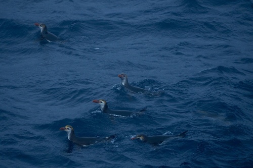 Royal Penguin (Eudyptes schlegeli), photo 6