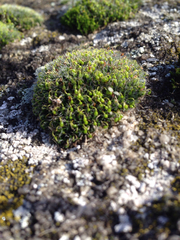 Bryum argenteum