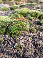 Bryum argenteum