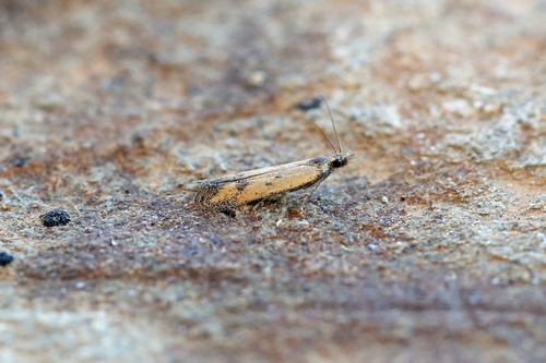 Mesophleps trinotella