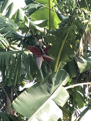 Musa balbisiana