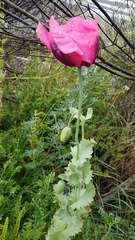 Papaver somniferum somniferum